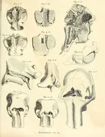 An illustration from Recherches sur les ossemens fossiles de quadrupèdes : où l'on rétablit les caractères de plusieurs espèces d'animaux que les révolutions du globe paroissent avoir détruites (1812)