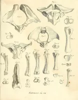 An illustration from Recherches sur les ossemens fossiles de quadrupèdes : où l'on rétablit les caractères de plusieurs espèces d'animaux que les révolutions du globe paroissent avoir détruites (1812)