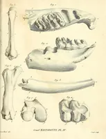 An illustration from Recherches sur les ossemens fossiles de quadrupèdes : où l'on rétablit les caractères de plusieurs espèces d'animaux que les révolutions du globe paroissent avoir détruites (1812)