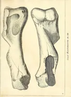An illustration from Recherches sur les ossemens fossiles de quadrupèdes : où l'on rétablit les caractères de plusieurs espèces d'animaux que les révolutions du globe paroissent avoir détruites (1812)