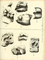 An illustration from Recherches sur les ossemens fossiles de quadrupèdes : où l'on rétablit les caractères de plusieurs espèces d'animaux que les révolutions du globe paroissent avoir détruites (1812)