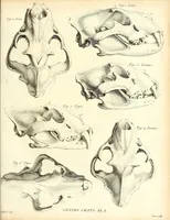 Picture 2 of 4 from Recherches sur les ossemens fossiles de quadrupèdes : où l'on rétablit les caractères de plusieurs espèces d'animaux que les révolutions du globe paroissent avoir détruites (1812), leaf 315