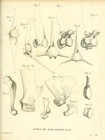 An illustration from Recherches sur les ossemens fossiles de quadrupèdes : où l'on rétablit les caractères de plusieurs espèces d'animaux que les révolutions du globe paroissent avoir détruites (1812)