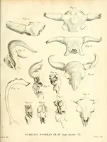 Picture 1 of 4 from Recherches sur les ossemens fossiles de quadrupèdes : où l'on rétablit les caractères de plusieurs espèces d'animaux que les révolutions du globe paroissent avoir détruites (1812), leaf 95