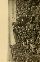 An illustration from Records of the past (1904)