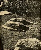 An illustration from Records of the past (1904)