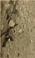 An illustration from Records of the past (1904)