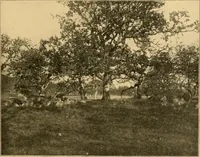 An illustration from Records of the past (1904)