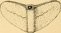 An illustration from Records of the past (1904)