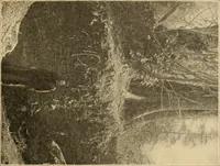 An illustration from Records of the past (1904)