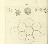 An illustration from Recreatio mentis, et oculi : in obseruatione animalium testaceorum curiosis naturæ inspectoribus Italico sermone prim um proposita (1684)