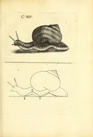 An illustration from Recreatio mentis, et oculi : in obseruatione animalium testaceorum curiosis naturæ inspectoribus Italico sermone prim um proposita (1684)
