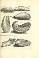 An illustration from Recreatio mentis, et oculi : in obseruatione animalium testaceorum curiosis naturæ inspectoribus Italico sermone prim um proposita (1684)