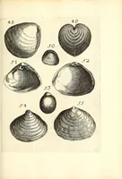 An illustration from Recreatio mentis, et oculi : in obseruatione animalium testaceorum curiosis naturæ inspectoribus Italico sermone prim um proposita (1684)