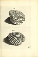 An illustration from Recreatio mentis, et oculi : in obseruatione animalium testaceorum curiosis naturæ inspectoribus Italico sermone prim um proposita (1684)