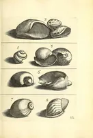 Picture 8 of 33 from Recreatio mentis, et oculi : in obseruatione animalium testaceorum curiosis naturæ inspectoribus Italico sermone prim um proposita (1684), leaf 391