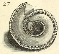 An illustration from Recreatio mentis, et oculi : in obseruatione animalium testaceorum curiosis naturæ inspectoribus Italico sermone prim um proposita (1684)