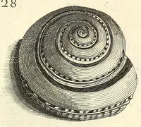 An illustration from Recreatio mentis, et oculi : in obseruatione animalium testaceorum curiosis naturæ inspectoribus Italico sermone prim um proposita (1684)