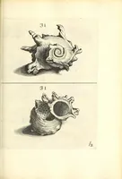 An illustration from Recreatio mentis, et oculi : in obseruatione animalium testaceorum curiosis naturæ inspectoribus Italico sermone prim um proposita (1684)