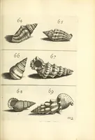 Picture 13 of 33 from Recreatio mentis, et oculi : in obseruatione animalium testaceorum curiosis naturæ inspectoribus Italico sermone prim um proposita (1684), leaf 415