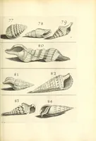 An illustration from Recreatio mentis, et oculi : in obseruatione animalium testaceorum curiosis naturæ inspectoribus Italico sermone prim um proposita (1684)
