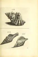 An illustration from Recreatio mentis, et oculi : in obseruatione animalium testaceorum curiosis naturæ inspectoribus Italico sermone prim um proposita (1684)