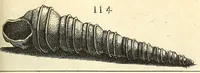Picture 16 of 33 from Recreatio mentis, et oculi : in obseruatione animalium testaceorum curiosis naturæ inspectoribus Italico sermone prim um proposita (1684), leaf 433