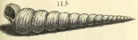 Picture 17 of 33 from Recreatio mentis, et oculi : in obseruatione animalium testaceorum curiosis naturæ inspectoribus Italico sermone prim um proposita (1684), leaf 433