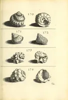 An illustration from Recreatio mentis, et oculi : in obseruatione animalium testaceorum curiosis naturæ inspectoribus Italico sermone prim um proposita (1684)