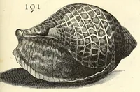 An illustration from Recreatio mentis, et oculi : in obseruatione animalium testaceorum curiosis naturæ inspectoribus Italico sermone prim um proposita (1684)