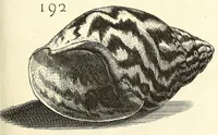 An illustration from Recreatio mentis, et oculi : in obseruatione animalium testaceorum curiosis naturæ inspectoribus Italico sermone prim um proposita (1684)