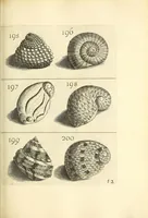 An illustration from Recreatio mentis, et oculi : in obseruatione animalium testaceorum curiosis naturæ inspectoribus Italico sermone prim um proposita (1684)