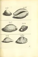 An illustration from Recreatio mentis, et oculi : in obseruatione animalium testaceorum curiosis naturæ inspectoribus Italico sermone prim um proposita (1684)