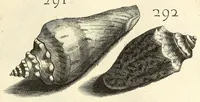 An illustration from Recreatio mentis, et oculi : in obseruatione animalium testaceorum curiosis naturæ inspectoribus Italico sermone prim um proposita (1684)