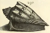An illustration from Recreatio mentis, et oculi : in obseruatione animalium testaceorum curiosis naturæ inspectoribus Italico sermone prim um proposita (1684)