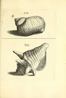 An illustration from Recreatio mentis, et oculi : in obseruatione animalium testaceorum curiosis naturæ inspectoribus Italico sermone prim um proposita (1684)