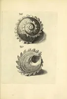 An illustration from Recreatio mentis, et oculi : in obseruatione animalium testaceorum curiosis naturæ inspectoribus Italico sermone prim um proposita (1684)