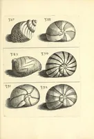 An illustration from Recreatio mentis, et oculi : in obseruatione animalium testaceorum curiosis naturæ inspectoribus Italico sermone prim um proposita (1684)