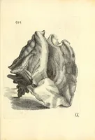 Picture 32 of 33 from Recreatio mentis, et oculi : in obseruatione animalium testaceorum curiosis naturæ inspectoribus Italico sermone prim um proposita (1684), leaf 585