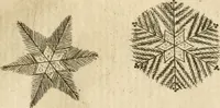Picture 16 of 366 from Recreatio mentis, et oculi in observatione animalium testaceorum Italico sermone primum proposita ... nunc ... Latine oblata centum additis testaceorum iconibus .. (1684), leaf 237
