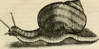 An illustration from Recreatio mentis, et oculi in observatione animalium testaceorum Italico sermone primum proposita ... nunc ... Latine oblata centum additis testaceorum iconibus .. (1684)