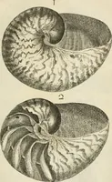 Picture 24 of 366 from Recreatio mentis, et oculi in observatione animalium testaceorum Italico sermone primum proposita ... nunc ... Latine oblata centum additis testaceorum iconibus .. (1684), leaf 317
