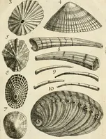 An illustration from Recreatio mentis, et oculi in observatione animalium testaceorum Italico sermone primum proposita ... nunc ... Latine oblata centum additis testaceorum iconibus .. (1684)