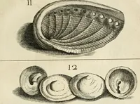 An illustration from Recreatio mentis, et oculi in observatione animalium testaceorum Italico sermone primum proposita ... nunc ... Latine oblata centum additis testaceorum iconibus .. (1684)