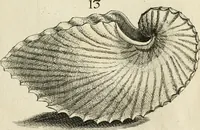 Picture 27 of 366 from Recreatio mentis, et oculi in observatione animalium testaceorum Italico sermone primum proposita ... nunc ... Latine oblata centum additis testaceorum iconibus .. (1684), leaf 321