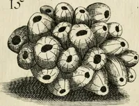 An illustration from Recreatio mentis, et oculi in observatione animalium testaceorum Italico sermone primum proposita ... nunc ... Latine oblata centum additis testaceorum iconibus .. (1684)