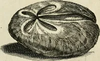 An illustration from Recreatio mentis, et oculi in observatione animalium testaceorum Italico sermone primum proposita ... nunc ... Latine oblata centum additis testaceorum iconibus .. (1684)