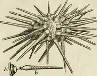 Picture 31 of 366 from Recreatio mentis, et oculi in observatione animalium testaceorum Italico sermone primum proposita ... nunc ... Latine oblata centum additis testaceorum iconibus .. (1684), leaf 325