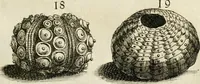Picture 32 of 366 from Recreatio mentis, et oculi in observatione animalium testaceorum Italico sermone primum proposita ... nunc ... Latine oblata centum additis testaceorum iconibus .. (1684), leaf 325
