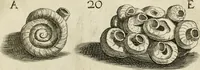 An illustration from Recreatio mentis, et oculi in observatione animalium testaceorum Italico sermone primum proposita ... nunc ... Latine oblata centum additis testaceorum iconibus .. (1684)
